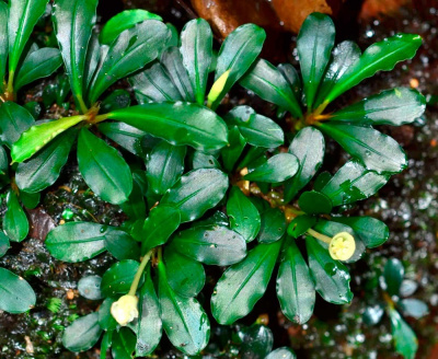 Буцефаландра sp Animus, шт